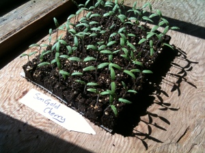 Baby sungold cherry tomatoes