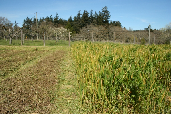 Green manure: On the right is Wind Whipped Farm's pea-vetch-winter wheat cover crop about to get turned into the soil. 